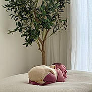 Remi joined the competition — help win amazing prizes! newborn, baby, sleeping, knitwear, cream_color, blanket, plant, leaves, curtains, indoors, peaceful, resting, soft_light, cozy, infant, portrait, cushion, calm, tiny, cute