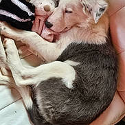Aika participe au concours pour gagner de l'argent avec cette photo : puppy, sleeping, dog, plush_toy, cushion, resting, close_up, soft_fur, black_and_white, indoor, cozy, pet, animal, cute, relaxing, snuggling, toy, fur, comfort, peaceful