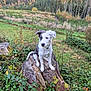 Aika participe au concours pour gagner de l'argent avec cette photo : dog, tree_stump, grass, greenery, forest, autumn, outdoor, nature, pet, canine, fur, collar, landscape, leaves, bushes, field, trees, animal, moss, scenery