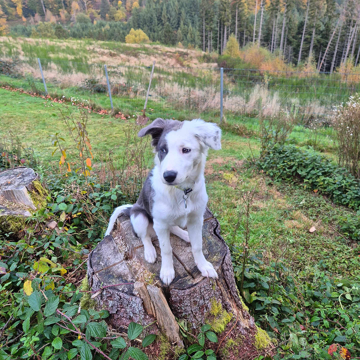 Aika participe au concours pour gagner de l'argent avec cette photo : animal, autumn, bushes, canine, collar, dog, field, forest, fur, grass, greenery, landscape, leaves, moss, nature, outdoor, pet, scenery, tree_stump, trees
