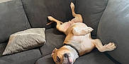 Ricky is registered to the contest to win money with this photo: animal, blanket, bulldog, canine, couch, cushion, dog, dogbed, furniture, homedecor, indoors, interiordesign, person, pet, pitbull, pug, puppy, sleeping