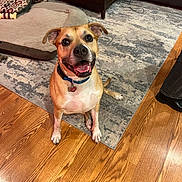 Ricky joined the competition — help win amazing prizes! animal, brown_dog, canine, collar, dog, dog_bed, ears, floor, furniture, happy, home, indoor, living_room, pet, rug, sitting, smiling, tail, tongue, wooden_floor