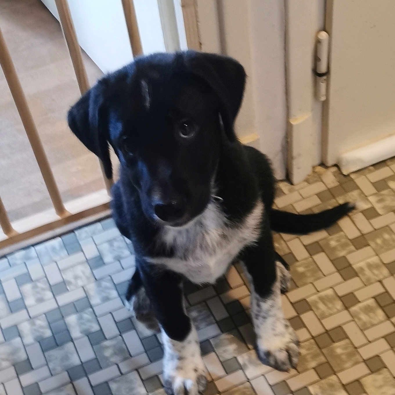 Atchoum participe au concours pour gagner de l'argent avec cette photo : baby_gate, black_and_white, black_fur, canine, curious, dog, door, ears, floor, household, indoors, looking_up, pet, pet_care, puppy, sitting, tail, tile_floor, white_paws, young_dog