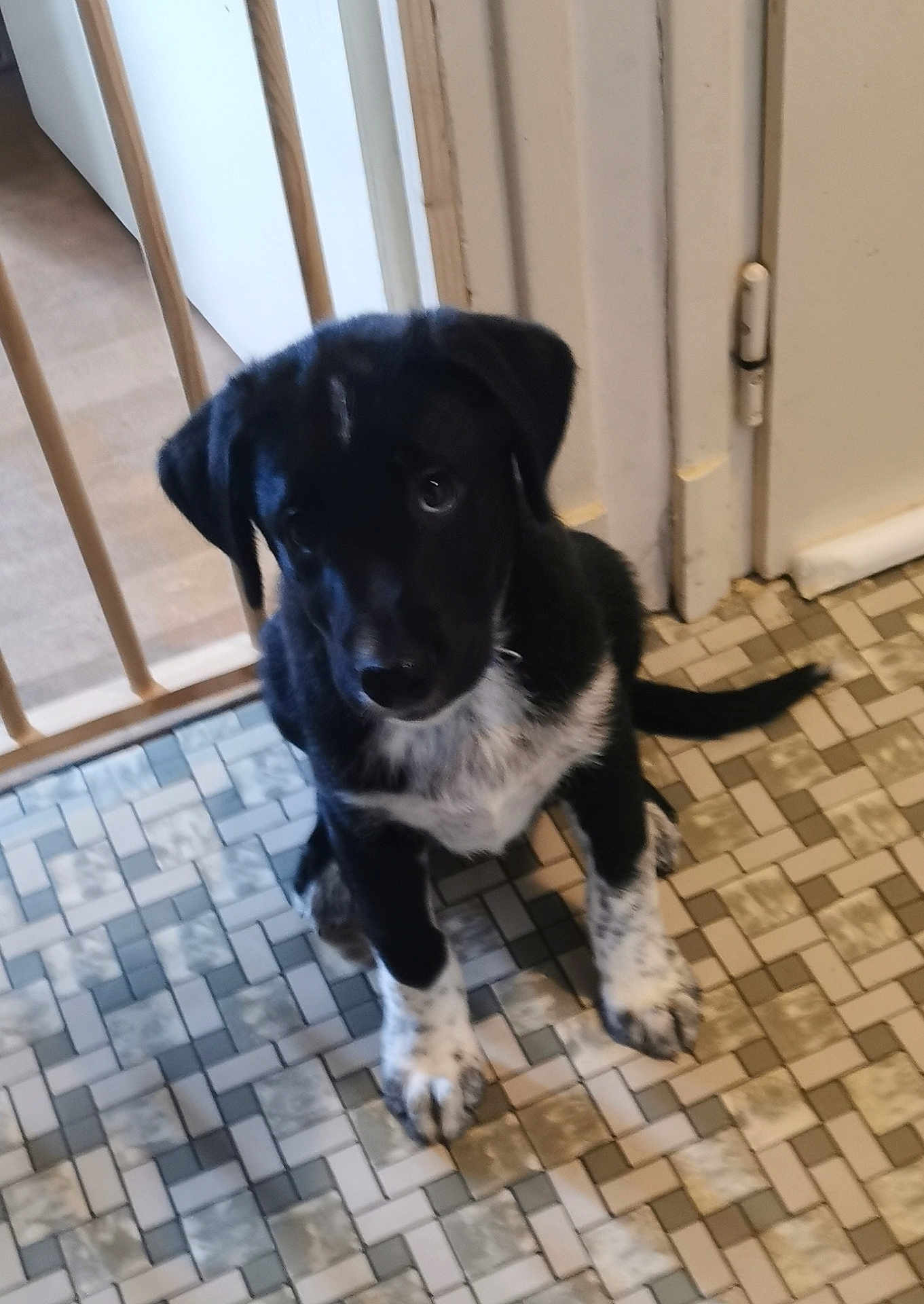 Atchoum participe au concours pour gagner de l'argent avec cette photo : puppy, dog, black_and_white, sitting, floor, tile_floor, baby_gate, indoors, curious, pet, canine, young_dog, ears, tail, white_paws, black_fur, looking_up, household, door, pet_care