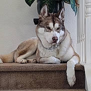 Thor is registered to the contest to win money with this photo: dog, husky, pet, animal, indoor, carpet, stairs, plant, white_wall, railing, fur, canine, resting, paw, collar, side_view, domestic, mammal, house, relaxed