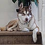 dog, husky, pet, animal, indoor, carpet, stairs, plant, white_wall, railing, fur, canine, resting, paw, collar, side_view, domestic, mammal, house, relaxed
