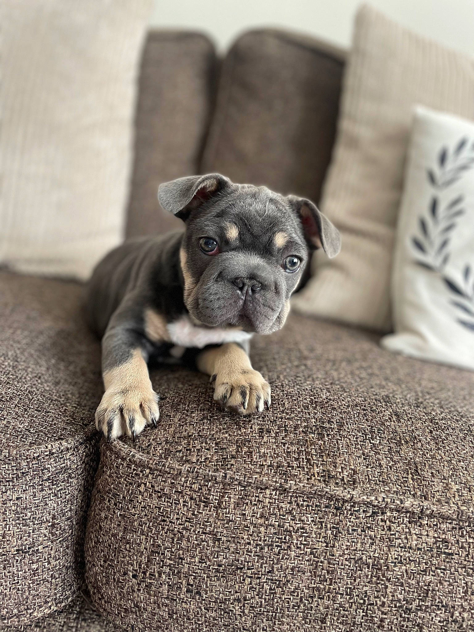 Franco is registered to the contest to win money with this photo: bulldog, canidae, carnivore, comfort, companion_dog, dog, dog_breed, fawn, french_bulldog, grass, grey, molosser, pug, reflex_camera, snout, sporting_group, toy_dog, whiskers, working_animal, wrinkle
