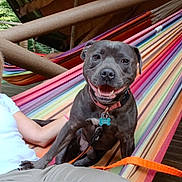 Tyson participe au concours pour gagner de l'argent avec cette photo : woman, dog, hammock, outdoor, smile, relaxing, happy, wood, collar, leash, casual_clothing, nature, daylight, pet, companion, resting, colorful, striped, canine, friendship