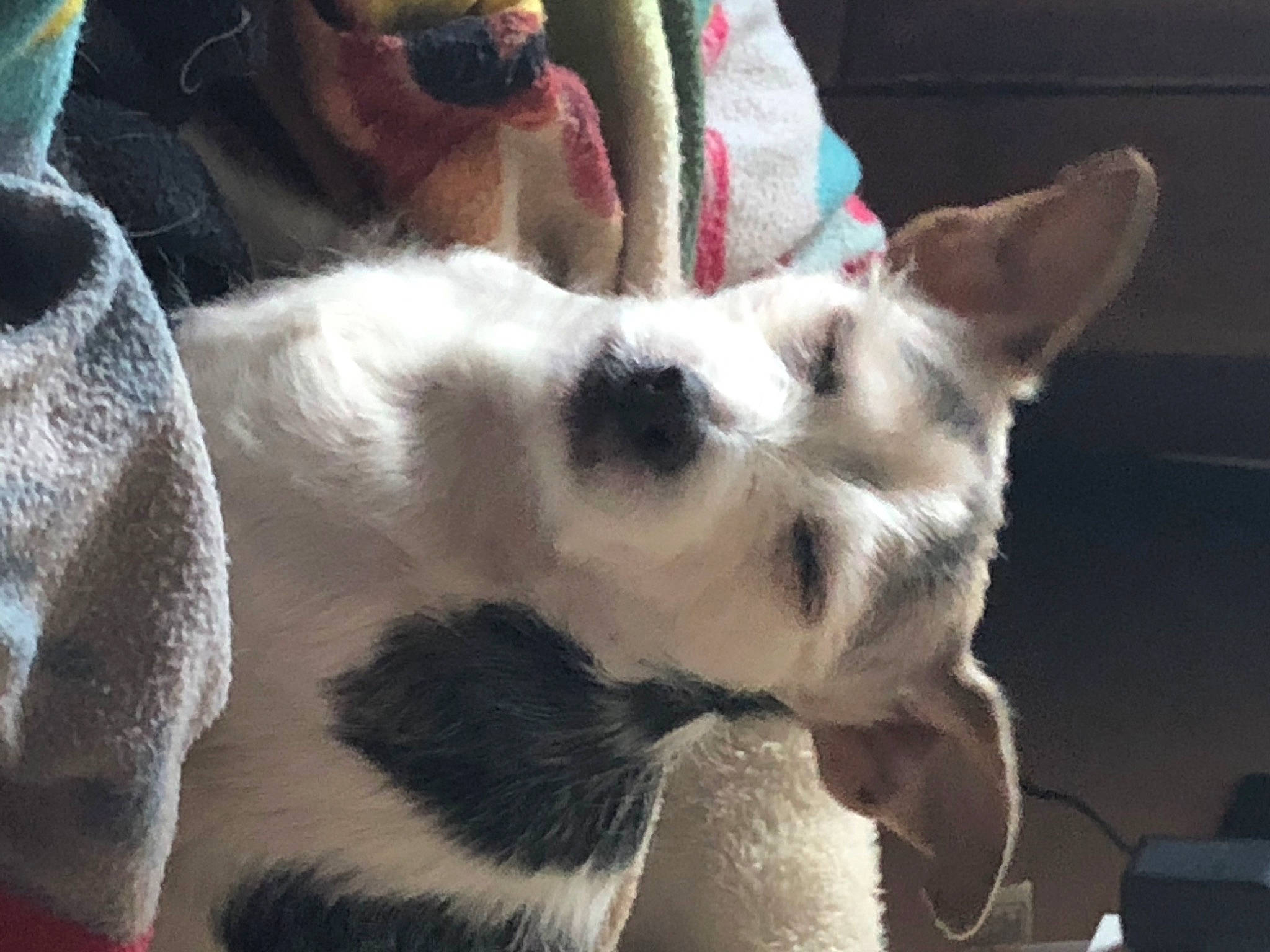 Rosie is registered to the contest to win money with this photo: carnivore, comfort, companion_dog, dog, dog_breed, ear, fur, non_sporting_group, paw, terrestrial_animal, whiskers, working_animal