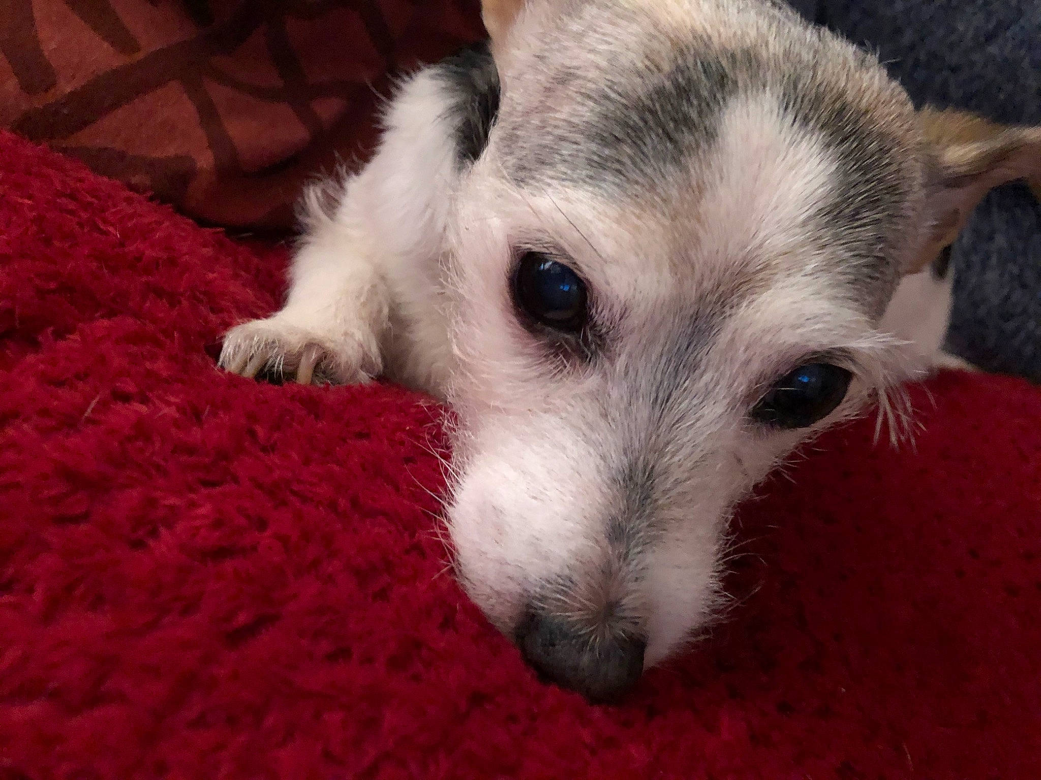 Rosie is registered to the contest to win money with this photo: canidae, carnivore, carpet, companion_dog, dog, dog_breed, fur, non_sporting_group, snout, sporting_group, terrestrial_animal, whiskers, working_animal