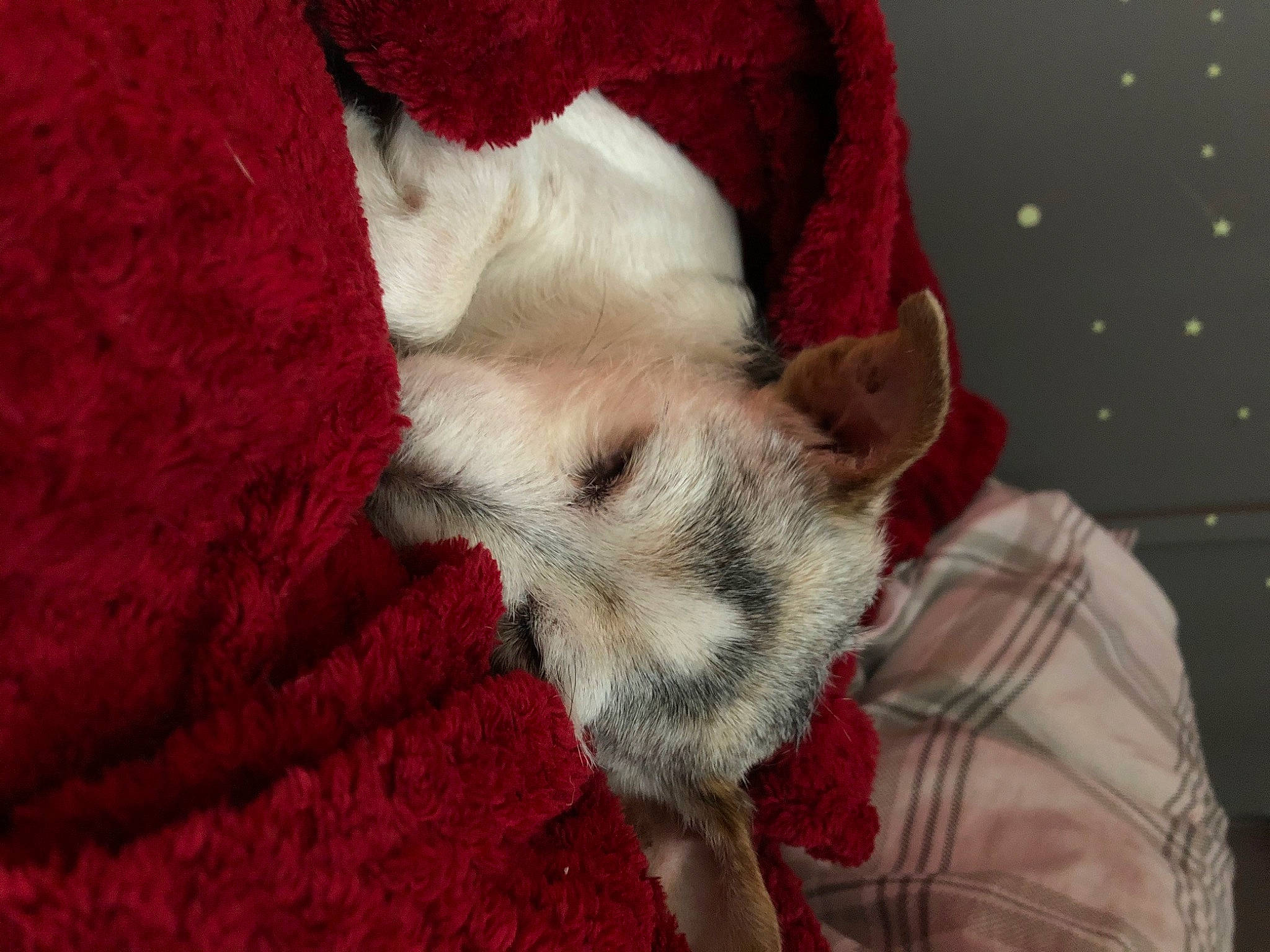 Rosie joined the competition — help win amazing prizes! carmine, carnivore, comfort, companion_dog, dog, dog_breed, dog_supply, fawn, felidae, fur, linens, nap, pattern, paw, small_to_medium_sized_cats, snout, textile, toy_dog, whiskers, working_animal