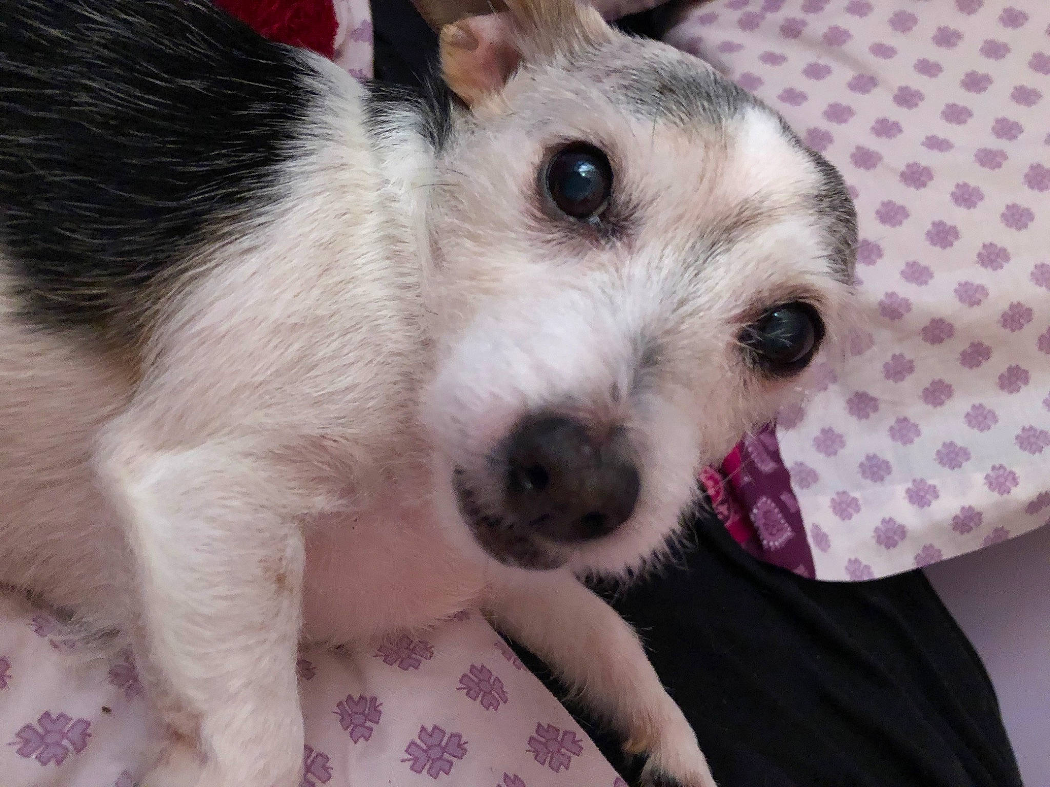 Rosie joined the competition — help win amazing prizes! carnivore, collar, companion_dog, dog, dog_breed, dog_supply, ear, fur, pattern, paw, puppy_love, small_terrier, snout, sporting_group, terrestrial_animal, terrier, toy_dog, whiskers, wire_hair_fox_terrier, working_animal