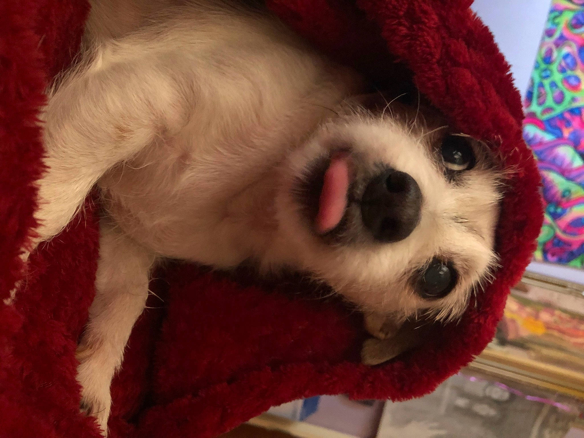 Rosie is registered to the contest to win money with this photo: canidae, carmine, carnivore, cavalier_king_charles_spaniel, companion_dog, dog, dog_breed, dog_supply, fawn, fur, hat, pet_supply, snout, sporting_group, stuffed_toy, terrestrial_animal, toy, toy_dog, whiskers, working_animal