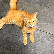 Rex is registered to the contest to win money with this photo: cat, orange_cat, ginger_cat, feline, pet, animal, fluffy, fur, whiskers, ears, collar, squinting, lying_down, relaxed, indoor, tile_floor, dark_floor, tail, paws, portrait