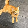 animal, cat, collar, dark_floor, ears, feline, fluffy, fur, ginger_cat, indoor, lying_down, orange_cat, paws, pet, portrait, relaxed, squinting, tail, tile_floor, whiskers