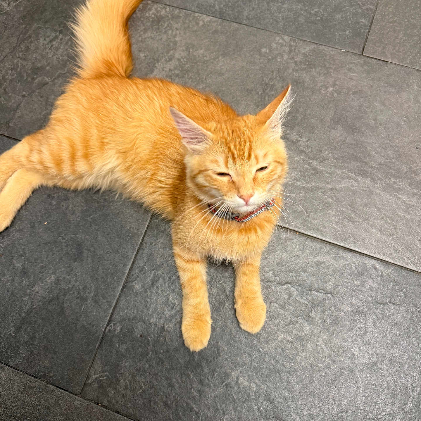 Rex is registered to the contest to win money with this photo: cat, orange_cat, ginger_cat, feline, pet, animal, fluffy, fur, whiskers, ears, collar, squinting, lying_down, relaxed, indoor, tile_floor, dark_floor, tail, paws, portrait