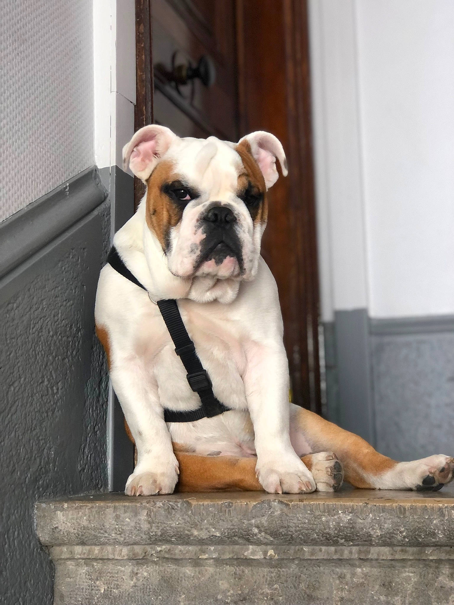 Stuart a rejoint le concours — aidez-le/la à gagner de superbes lots ! bulldog, canidae, carnivore, companion_dog, dog, dog_breed, dog_collar, flooring, molosser, non_sporting_group, plant, puppy, snout, sporting_group, terrestrial_animal, window, wood, working_animal, working_dog, wrinkle