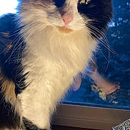 Kittan joined the competition — help win amazing prizes! cat, calico, fluffy, windowsill, yellow_eyes, indoor, pet, animal, feline, close_up, whiskers, fur, portrait, looking_at_camera, domestic_cat, window, evening, soft_light, cute, sitting