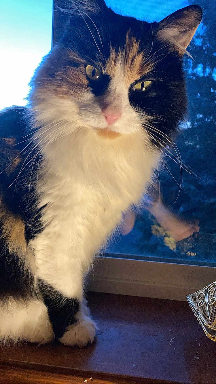Kittan joined the competition — help win amazing prizes! cat, calico, fluffy, windowsill, yellow_eyes, indoor, pet, animal, feline, close_up, whiskers, fur, portrait, looking_at_camera, domestic_cat, window, evening, soft_light, cute, sitting