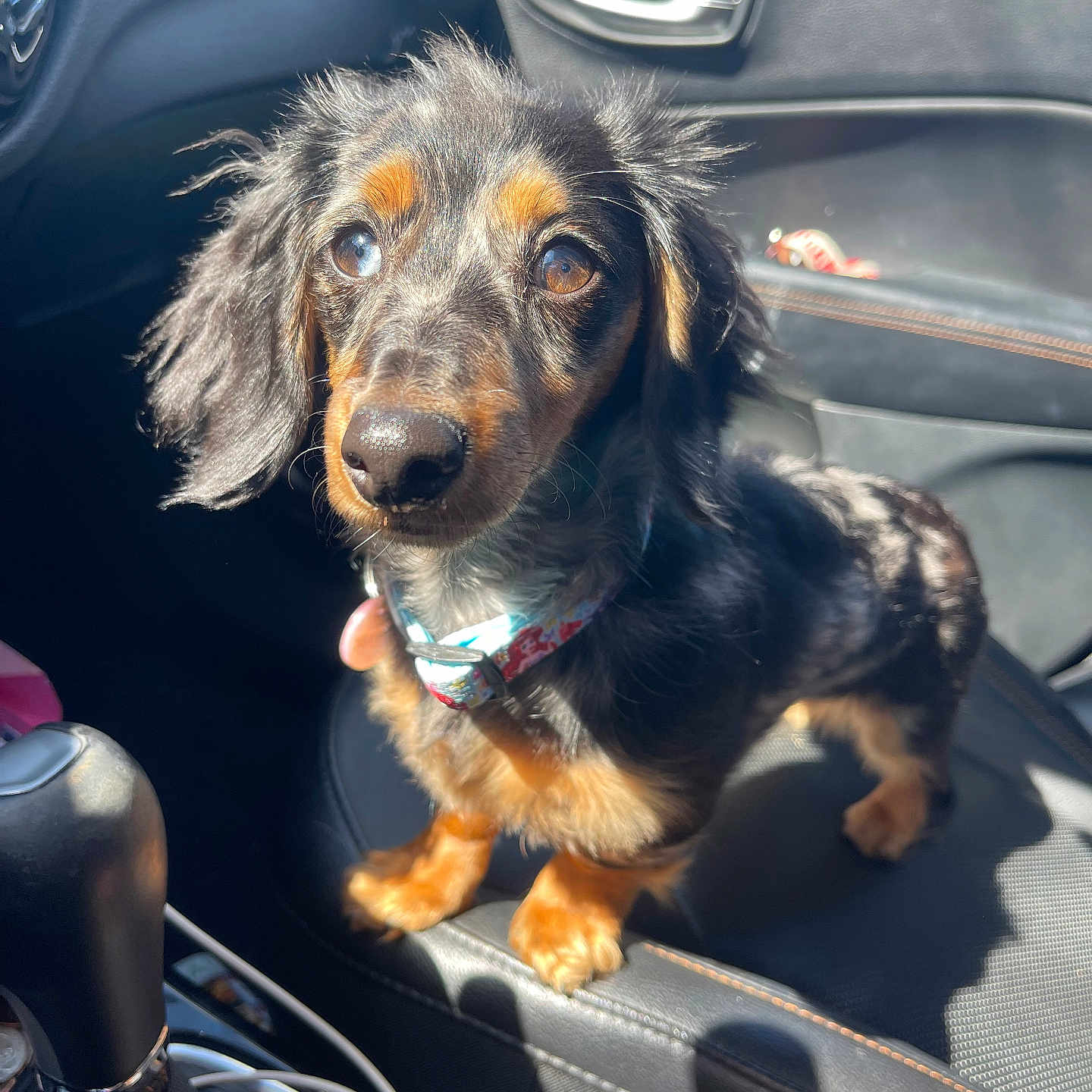 Darla joined the competition — help win amazing prizes! animal, black_fur, brown_eyes, car_interior, collar, curious, cute, dachshund, dashboard, dog, gear_shift, leather, pet, seat, seatbelt, shadow, small_dog, sunlight, tan_fur, window