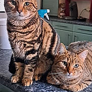 Tac a rejoint le concours — aidez-le/la à gagner de superbes lots ! abyssinian, angora, animal, cat, closet, couch, den, doctor, egyptiancat, furniture, hardwood, indoors, kitten, manx, person, pet, shelf, sink, veterinarian, wood