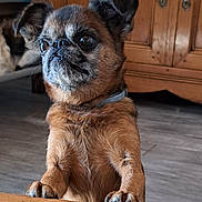 Kimi a rejoint le concours — aidez-le/la à gagner de superbes lots ! animal, brown_fur, canine, collar, cozy, curious, dog, ears, eyes, floor, furniture, indoor, looking, nose, paws, pet, scruffy_face, small_dog, standing, wooden_table