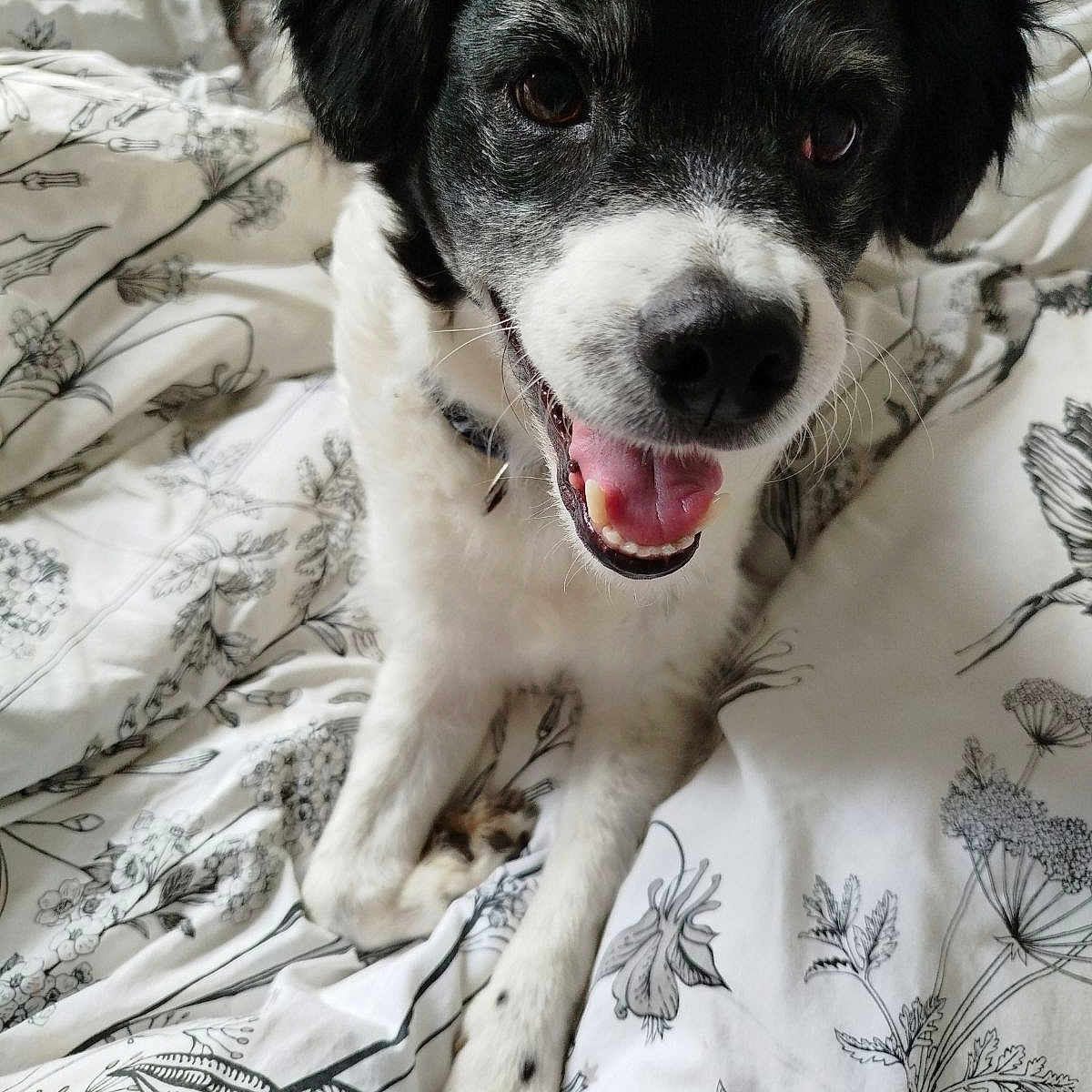 Pilou a rejoint le concours — aidez-le/la à gagner de superbes lots ! dog, black_and_white, pet, animal, bed, bedding, floral_pattern, happy, tongue_out, canine, fur, indoor, cute, smiling, laying_down, collar, close_up, friendly, domestic_animal, portrait