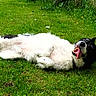 Pilou participe au concours pour gagner de l'argent avec cette photo : dog, black_and_white, grass, outdoor, pet, happy, playful, tongue_out, lying_down, canine, nature, summer, relaxed, fur, animal, mammal, garden, joyful, cute, resting