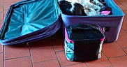 Pilou participe au concours pour gagner de l'argent avec cette photo : dog, suitcase, open_suitcase, tile_floor, indoor, pet, black_and_white, sleeping, curled_up, travel_bag, purple, pink, zipper, floor, resting, canine, household, comfortable, cozy, compact