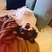 Pilou participe au concours pour gagner de l'argent avec cette photo : dog, canine, pet, sofa, cushion, blanket, indoor, relaxed, lying_down, fur, black_and_white, cute, playful, upside_down, comfortable, home, resting, animal, cozy, snuggle