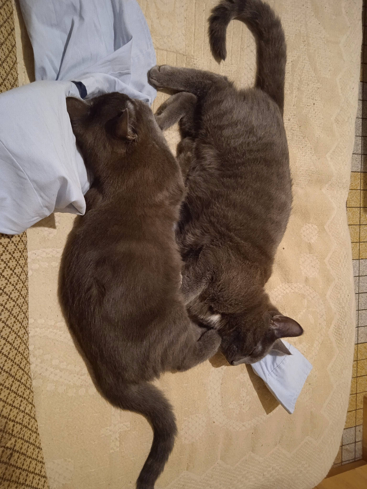 Sniper Et Skipper a rejoint le concours — aidez-le/la à gagner de superbes lots ! black_cat, bombay, canidae, carnivore, cat, claw, comfort, companion_dog, dog_breed, domestic_short_haired_cat, fawn, felidae, fur, small_to_medium_sized_cats, snout, sporting_group, tail, terrestrial_animal, whiskers, working_animal