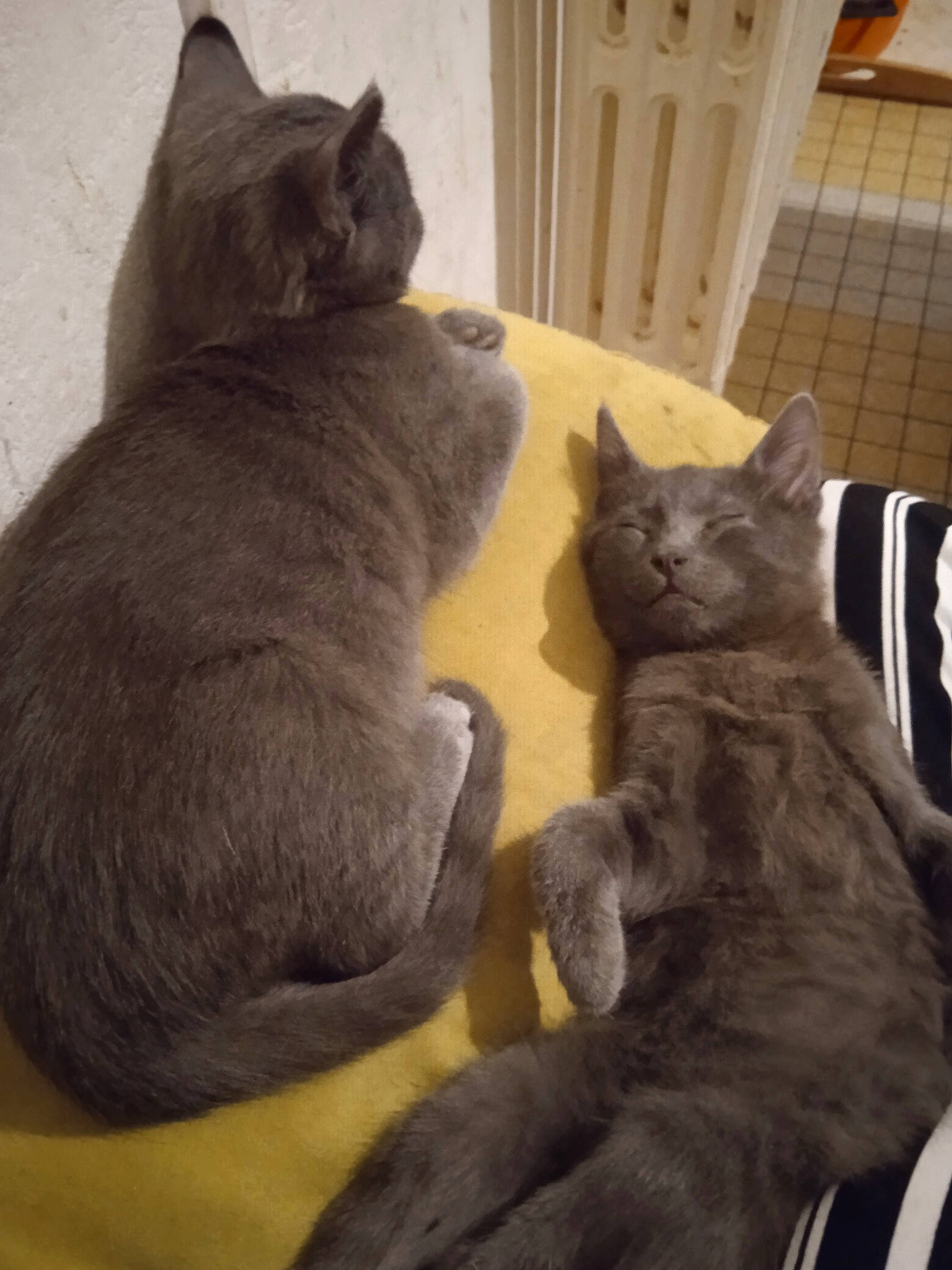 Sniper Et Skipper participe au concours pour gagner de l'argent avec cette photo : black_cat, carnivore, cat, comfort, domestic_short_haired_cat, fawn, felidae, fur, grey, hardwood, mammal, paw, russian_blue, small_to_medium_sized_cats, snout, table, tail, vertebrate, whiskers, wood