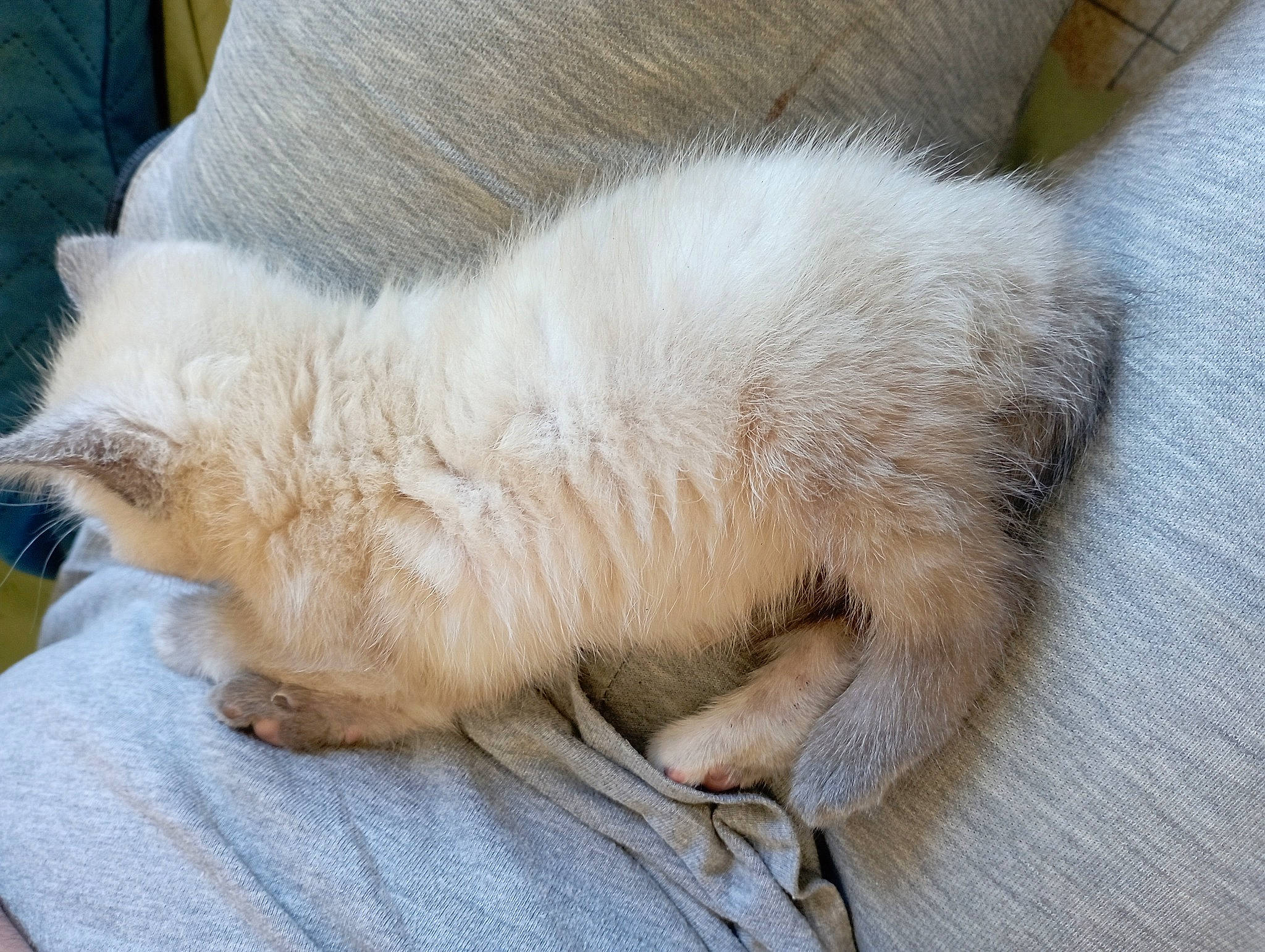 Mina a rejoint le concours — aidez-le/la à gagner de superbes lots ! carnivore, cat, claw, comfort, domestic_short_haired_cat, fawn, felidae, fur, nap, paw, sleep, small_to_medium_sized_cats, snout, tail, terrestrial_animal, whiskers