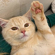 Ron participe au concours pour gagner de l'argent avec cette photo : abyssinian, angora, animal, blanket, bodypart, cat, chair, couch, electronics, finger, furniture, hand, hardware, kitten, manx, mouth, person, pet, siamese, wood