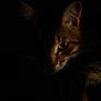 cat, close_up, low_light, dark, shadow, animal, pet, whiskers, eye, feline, mystery, portrait, fur, nature, no_human, wildlife, night, quiet, soft_light, texture