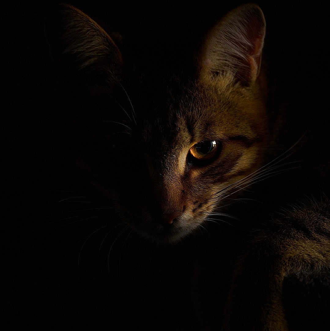 Koda