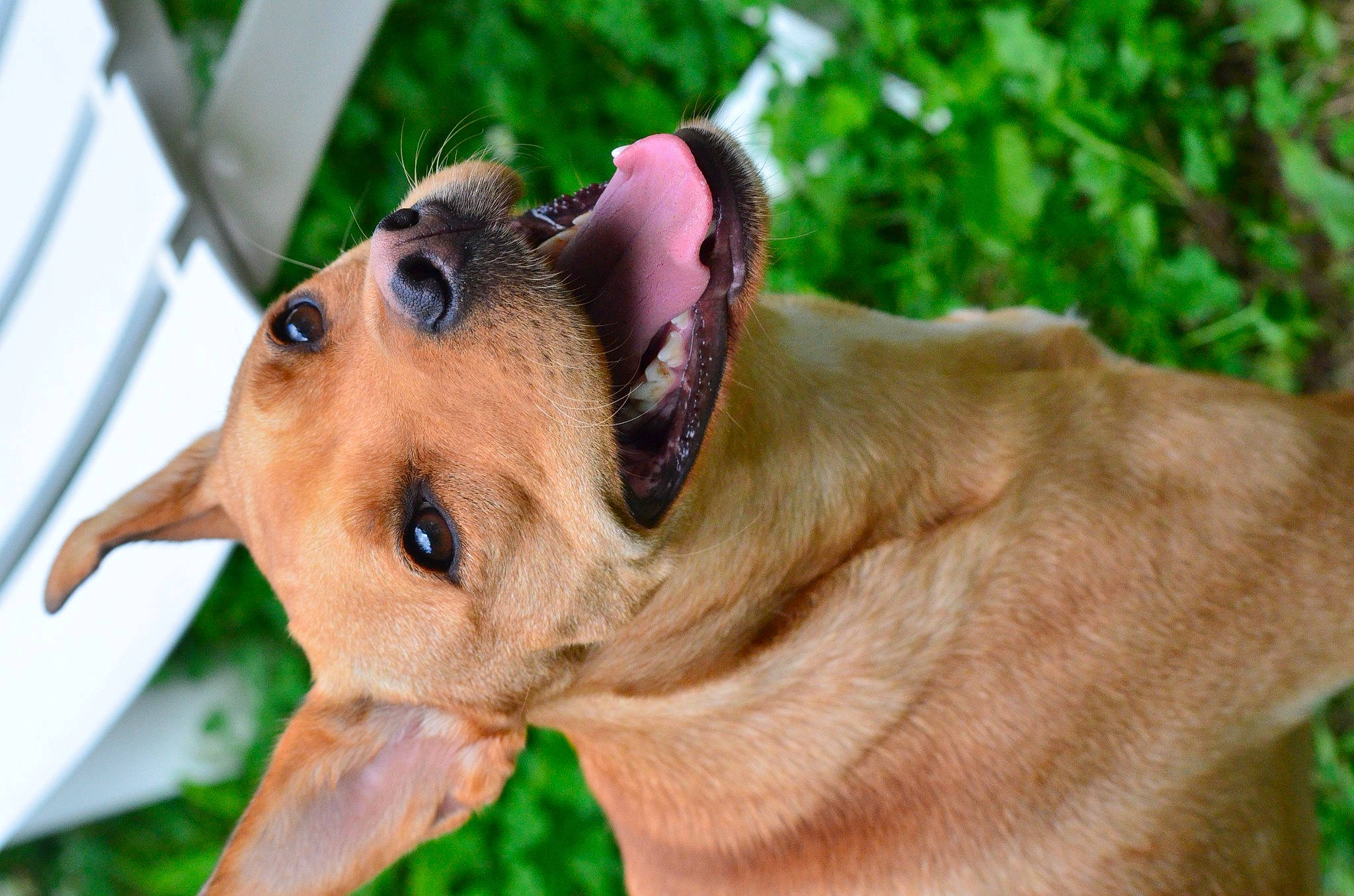 Cannelle participe au concours pour gagner de l'argent avec cette photo : canidae, carnivore, collar, companion_dog, dog, dog_breed, dog_collar, dog_supply, ear, fawn, grass, hound, liver, pet_supply, pinscher, plant, snout, sporting_group, whiskers, working_animal