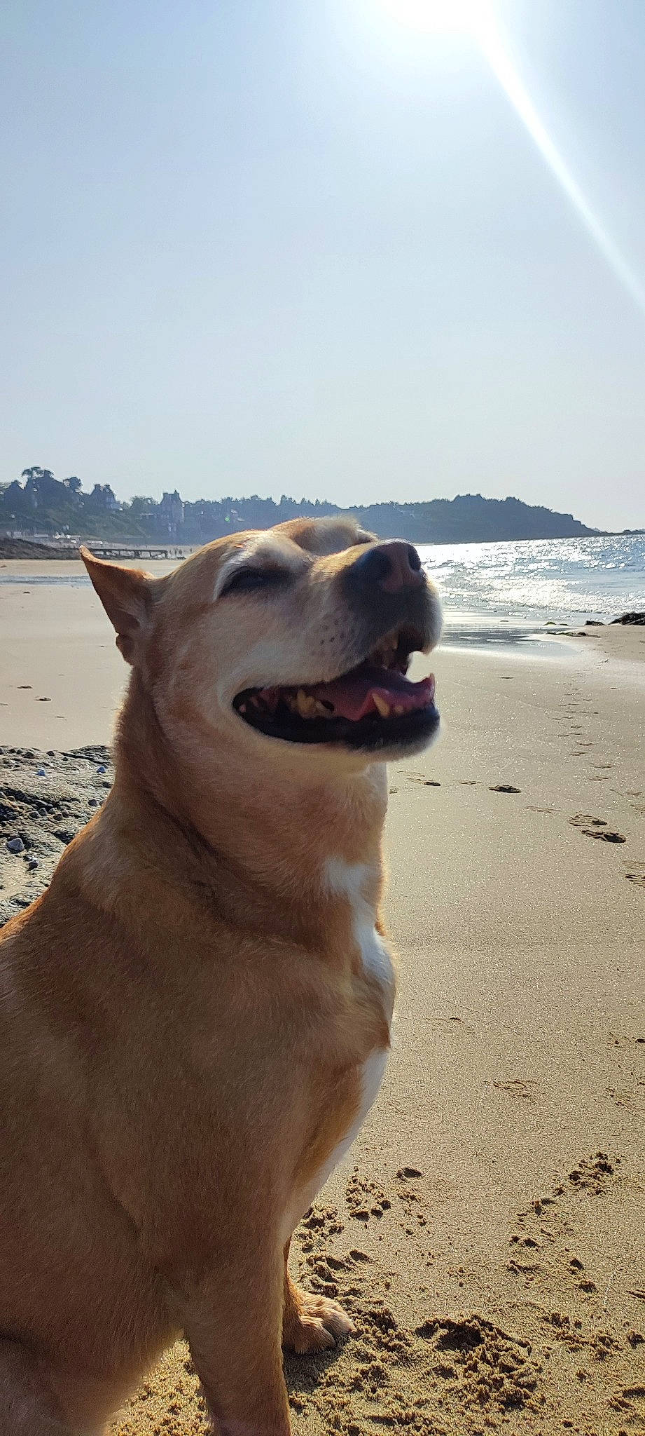 Cannelle a rejoint le concours — aidez-le/la à gagner de superbes lots ! beach, canidae, carnivore, collar, dog, dog_breed, fawn, horizon, jaw, landscape, ocean, rock, sand, sky, sporting_group, terrestrial_animal, water, wave, whiskers, working_animal