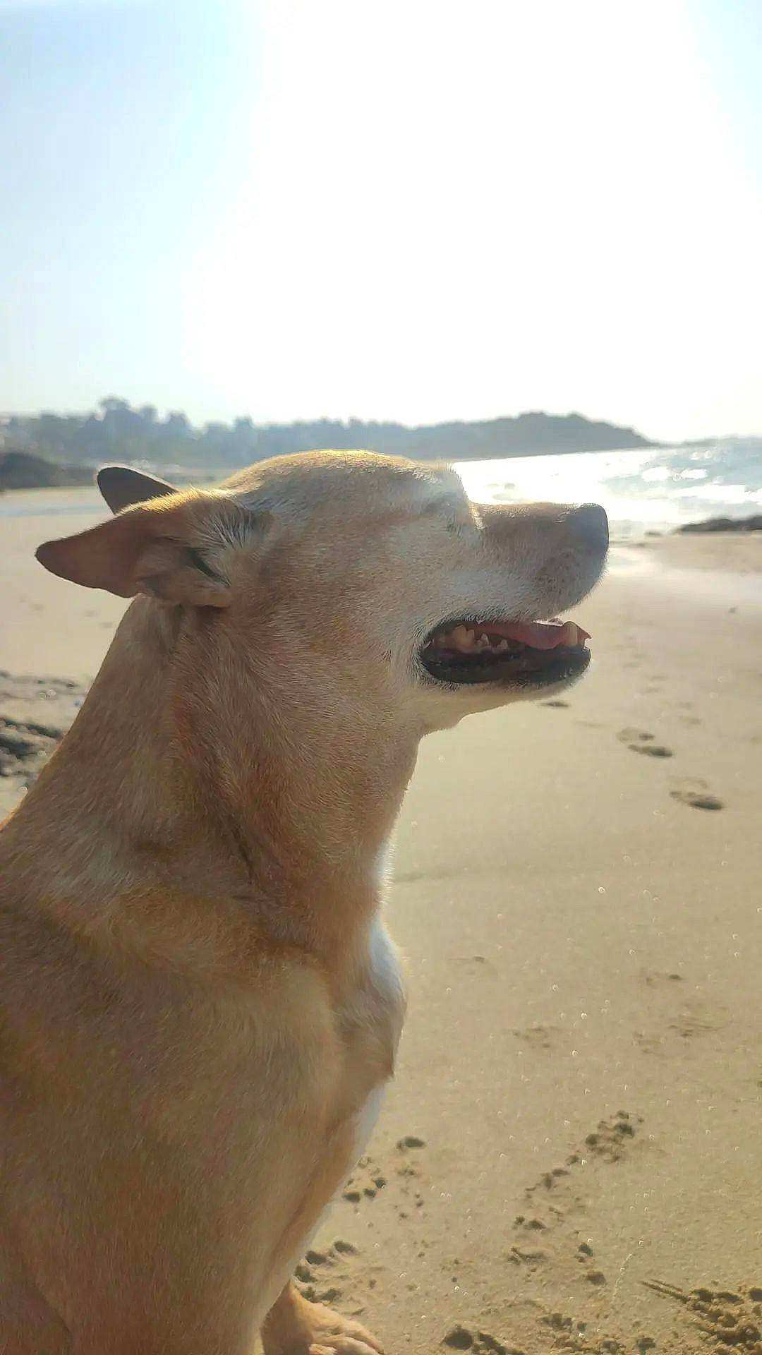Cannelle participe au concours pour gagner de l'argent avec cette photo : beach, canidae, carnivore, cloud, dog, dog_breed, horizon, landscape, ocean, sand, sky, snout, soil, sporting_group, terrestrial_animal, water, whiskers, wind_wave, wood, working_animal