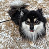 dog, fluffy, black_and_white, snow, snowflakes, grass, leash, cute, pet, outdoor, animal, fur, tongue_out, winter, small_dog, adorable, face, eyes, tail, walking