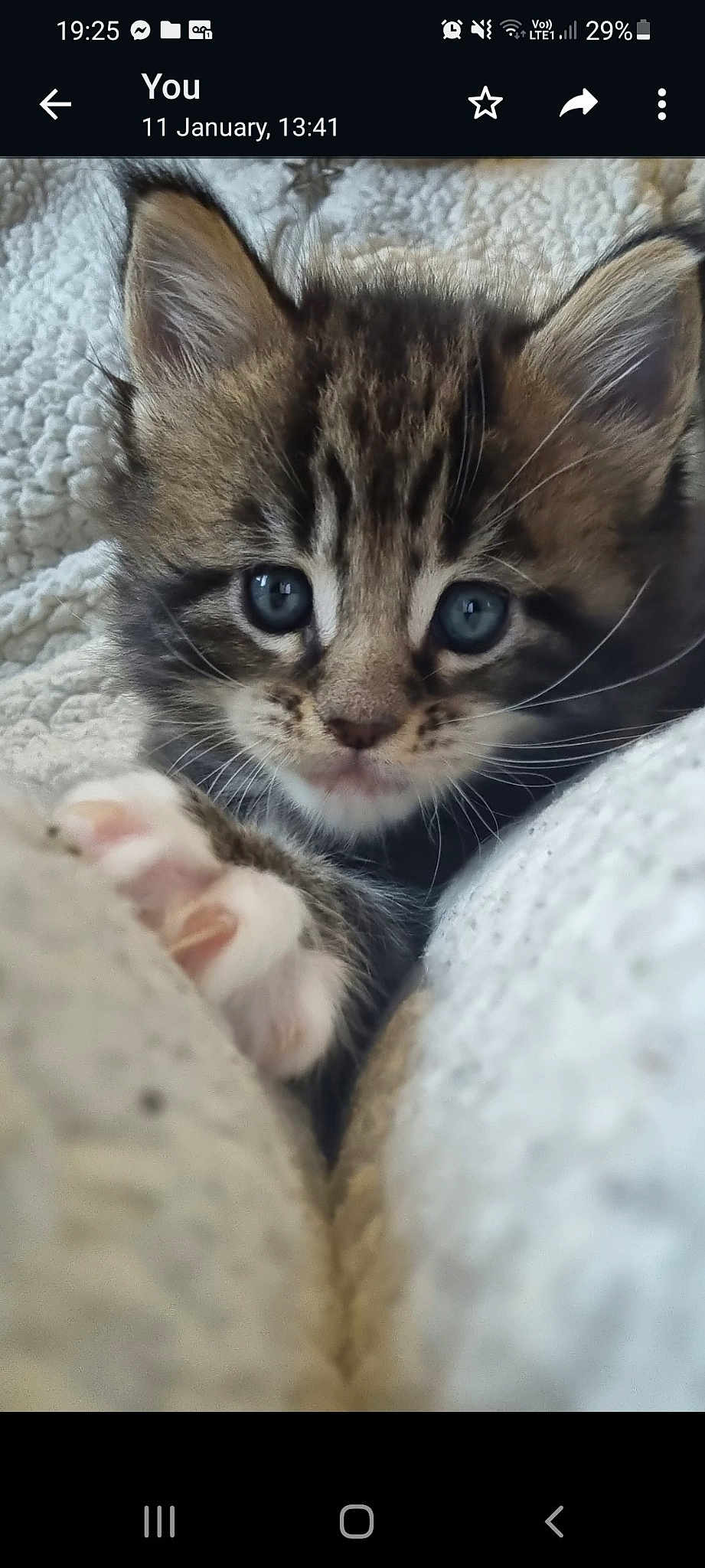 Cleo