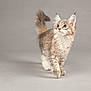 Sapphire is registered to the contest to win money with this photo: abyssinian, angora, animal, cat, kitten, manx, pet, siamese