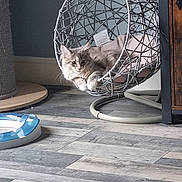 Sapphire joined the competition — help win amazing prizes! animal, architecture, building, canine, cat, face, furniture, head, homedecor, indoors, interiordesign, kitten, livingroom, person, pet, photography, portrait, room, sphere, wood