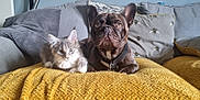 Sapphire joined the competition — help win amazing prizes! animal, bed, blanket, bulldog, canine, cat, couch, cushion, dog, frenchbulldog, furniture, homedecor, indoors, interiordesign, kitten, manx, pet, pillow, pitbull, puppy
