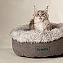 Sapphire joined the competition — help win amazing prizes! abyssinian, angora, animal, bed, canine, cat, clothing, den, dog, dogbed, fur, furniture, indoors, kitten, manx, pet