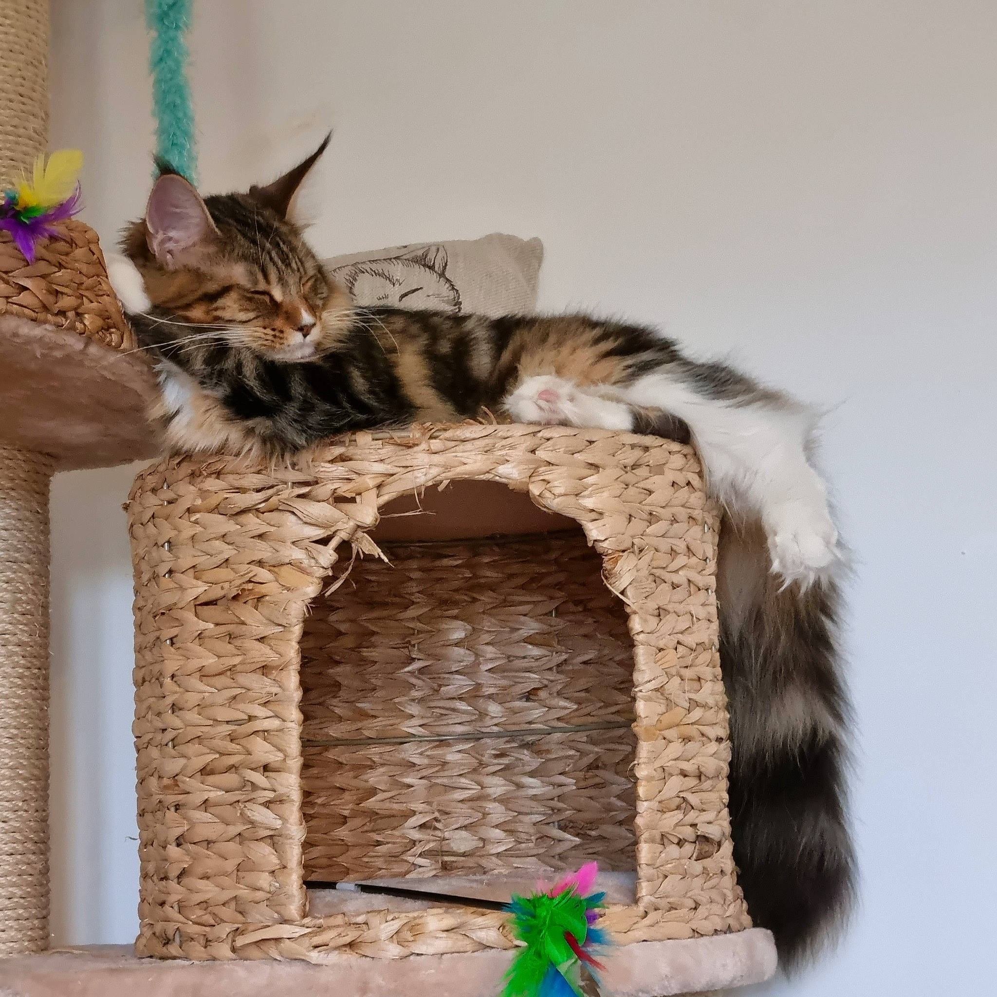 Celine is registered to the contest to win money with this photo: arch, carnivore, cat, cat_bed, cat_furniture, cat_supply, domestic_short_haired_cat, fawn, felidae, fur, mammal, plant, room, small_to_medium_sized_cats, tail, terrestrial_animal, vertebrate, whiskers, wildlife, wood