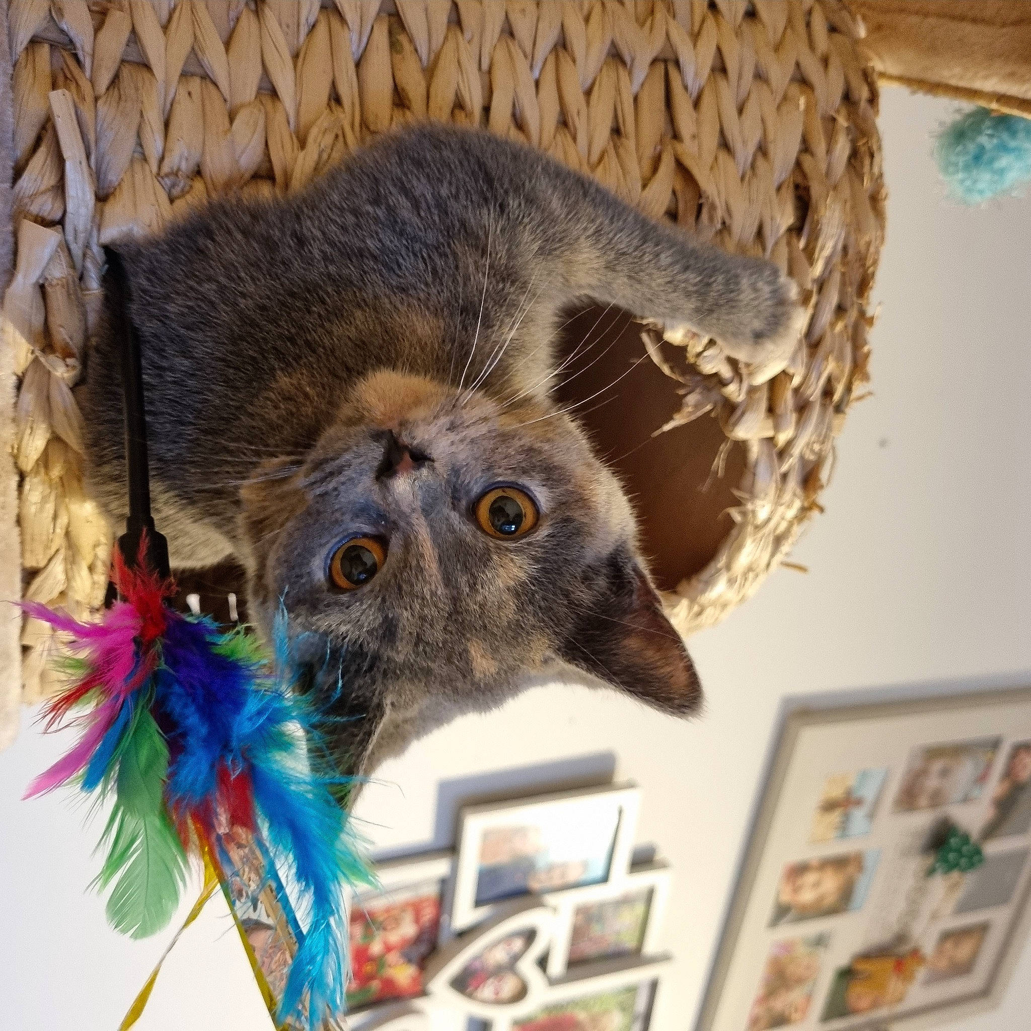 Daphne is registered to the contest to win money with this photo: art, carnivore, cat, cat_supply, claw, domestic_short_haired_cat, fawn, felidae, fur, natural_material, paw, picture_frame, room, small_to_medium_sized_cats, snout, tail, terrestrial_animal, visual_arts, whiskers