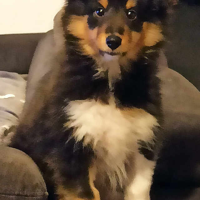 Balzac a rejoint le concours — aidez-le/la à gagner de superbes lots ! animal, armchair, ball, canine, chair, cockerspaniel, collie, couch, dog, eskimodog, furniture, husky, papillon, pet, puppy, snout, sport, tennis, tennisball, terrier