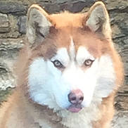 Nakano a rejoint le concours — aidez-le/la à gagner de superbes lots ! animal, brown, canine, close_up, companion, dog, ears, eyes, face, fur, husky, looking, muzzle, nature, outdoor, pet, portrait, stone_wall, tongue, white