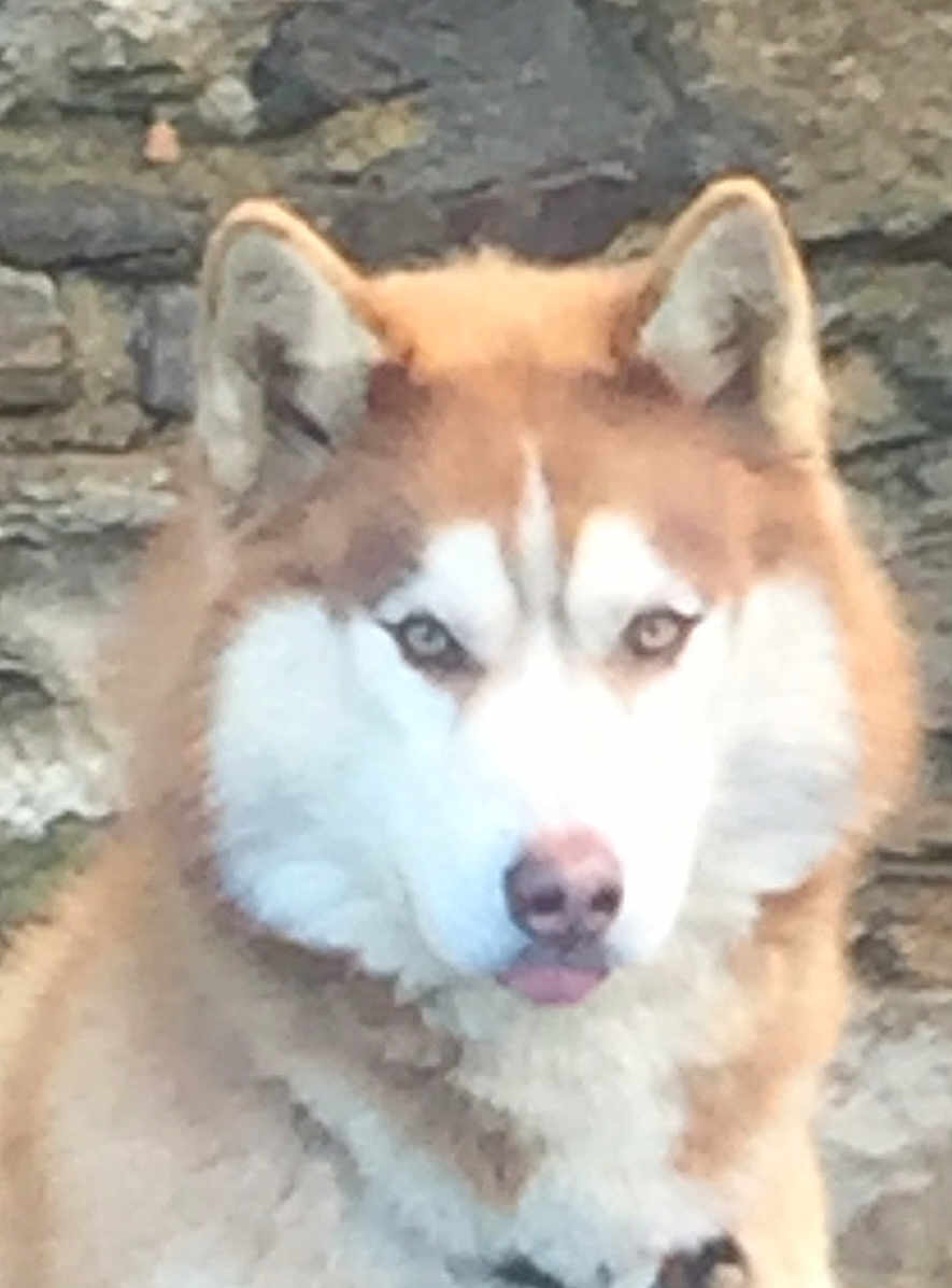 Nakano a rejoint le concours — aidez-le/la à gagner de superbes lots ! animal, brown, canine, close_up, companion, dog, ears, eyes, face, fur, husky, looking, muzzle, nature, outdoor, pet, portrait, stone_wall, tongue, white